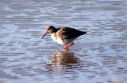 Red Shank