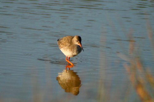 Red Shank