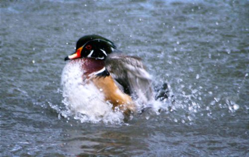 Wood Duck