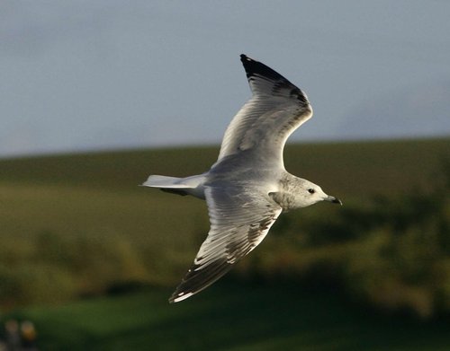 Common Gull