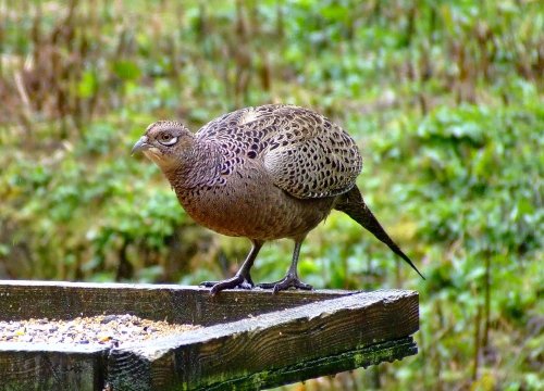 Hen pheasant....phasianus colchicus