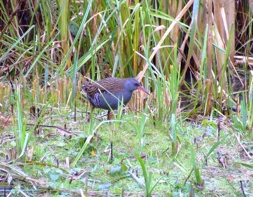Water rail....rallus aquaticus