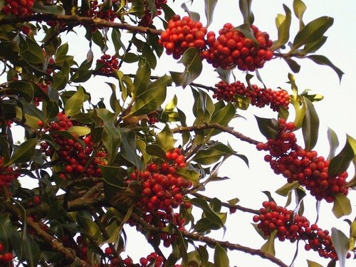 Holly Berries
