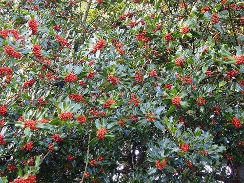 Holly tree near Buttermere
