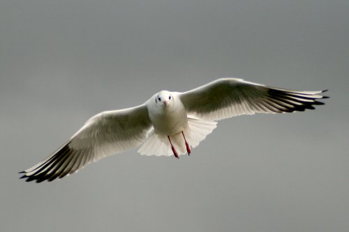 Black Headed Gull.