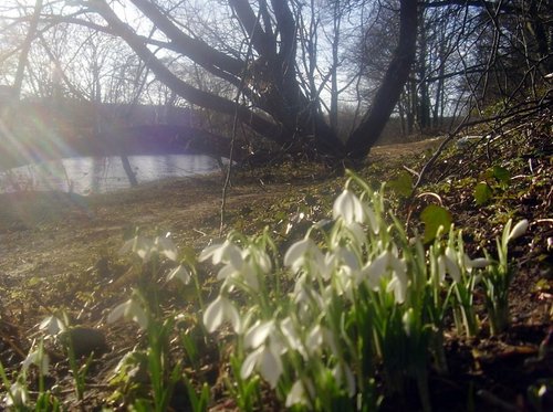 Snowdrops