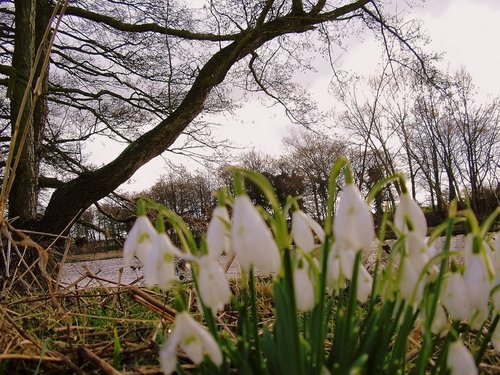Snowdrops