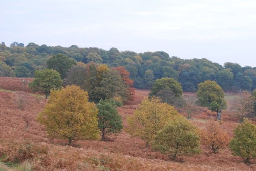 Bradgate Park