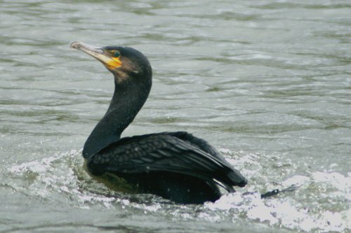 Cormorant