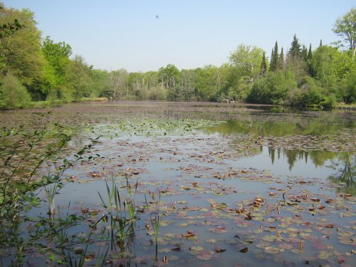 The Obelisk Pond
