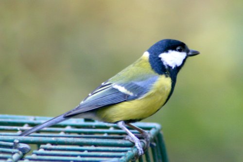 Great Tit.