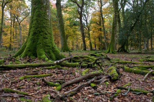 Autumn in The New Forest