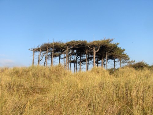Unusual flat-topped canopy of trees near the dunes....