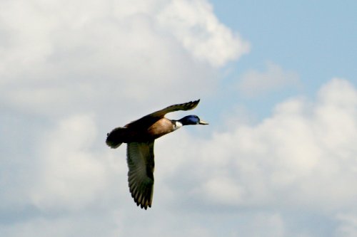 Mallard Drake