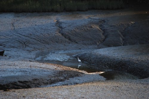 Egret in the mud