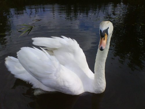 A Swan On The Canal