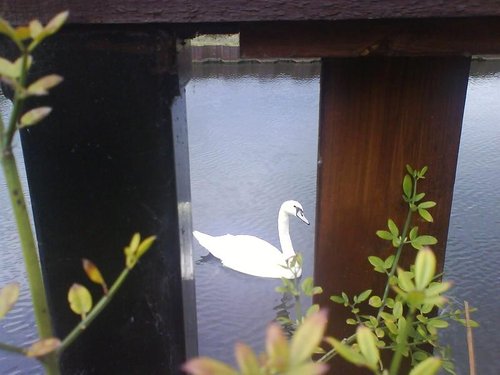 Swan seen from the beer garden