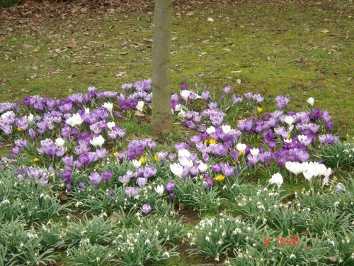 Crocus