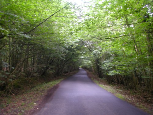 Road, tree's and woodlands