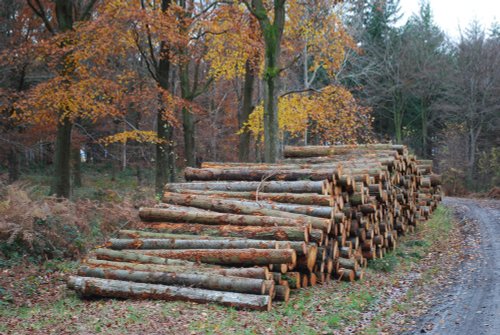 Logs in the forest