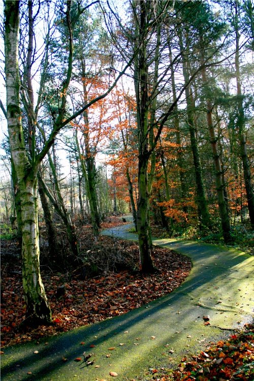 Woodland Walk afternoon.