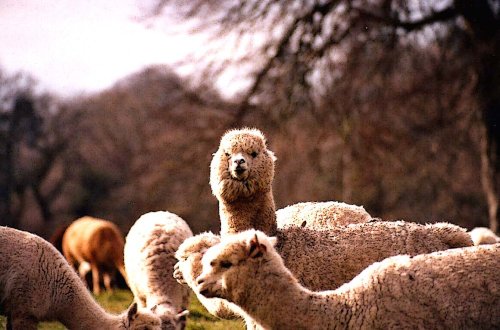 Alpakas at Fonthill Bishop