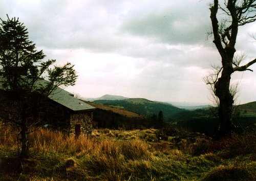 A walk through Mynydd Du Forest near Abergavenny
