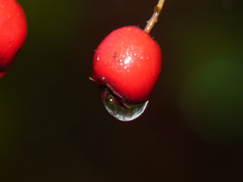 Red berry