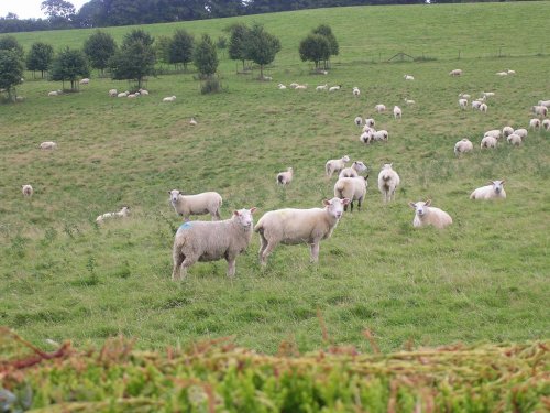 Ugbrooke Sheep