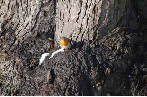 Has this robin got a cap on his head