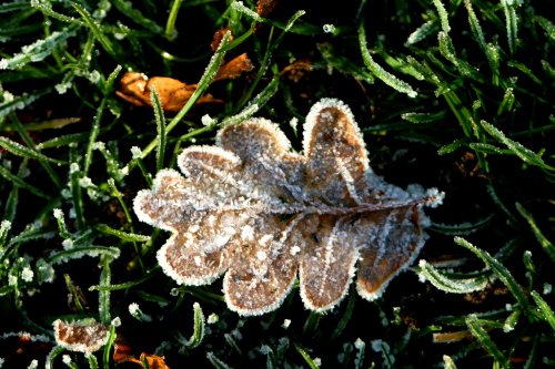 Frosty leaf at Nidd.