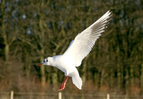 Black Headed Gull winter plumage.