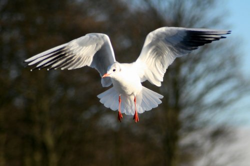 Black Headed Gull winter plumage.