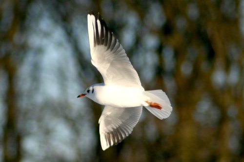 Black Headed Gull winter plumage.