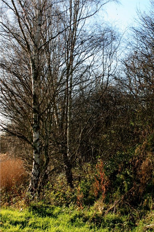 Hawthorn Wood