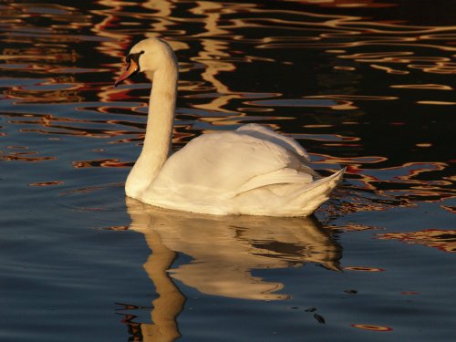 Swan on the Oxford canal, Aynho wharf, Aynho, Northants