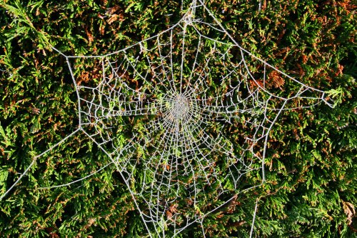 Cobweb