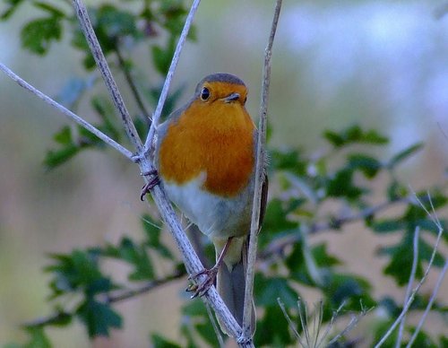 Robin....erithacus rubecula