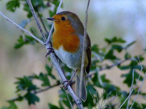 Robin....erithacus rubecula