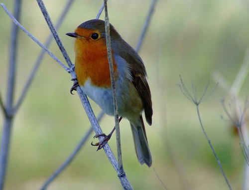 Robin....erithacus rubecula