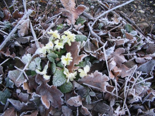 Primroses (early or late?) with frost