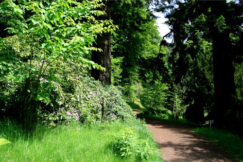 Cragside, a summers walk.