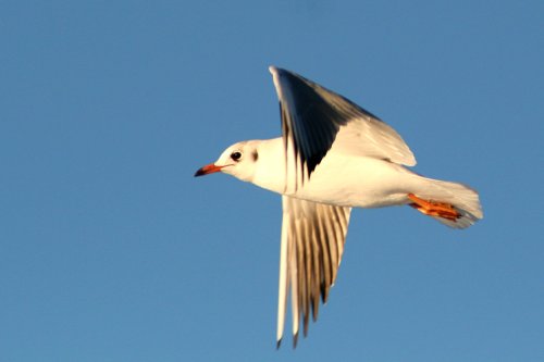 Black Headed Gull