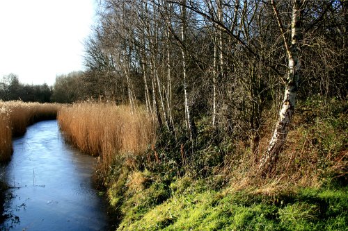 Hawthorn Wood and the Reed Beds