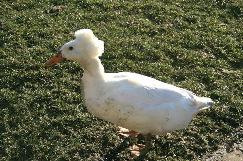 Runner Duck