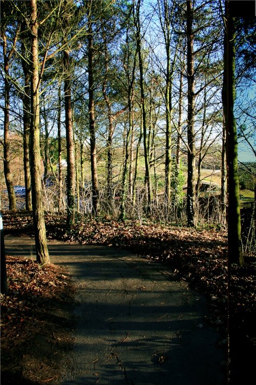 Woodand Path in the afternoon.