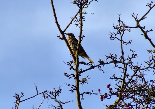 Redwing....turdus iliacus