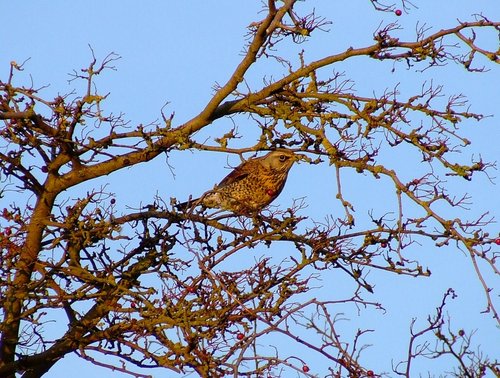 Fieldfare....turdus pilaris
