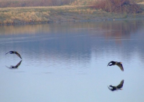 Cormorants....phalacrocorax carbo