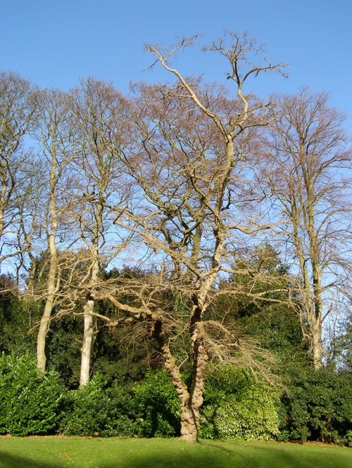 Walmer Castle grounds.
